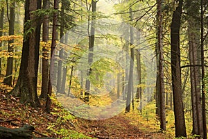 path through an autumn deciduous forest with the most beech trees covered with yellow leaves on the branches and surrounded by