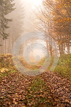 Path in autumn foggy forest
