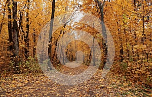 Path in autumn forest