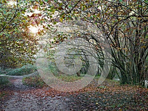 Path in the autumn forest