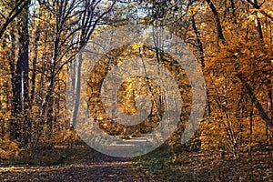 Path in the autumn forest