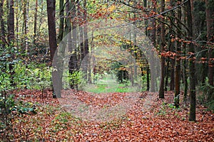 Path through an autumn forest