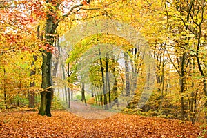 El camino en otono Bosque 