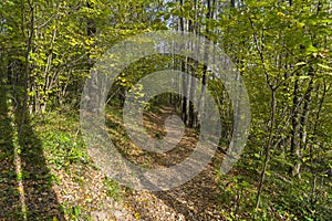 Path in the autumn forest