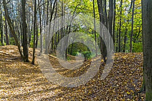 Path in the autumn forest