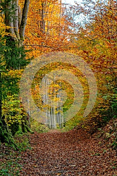 Path in the autumn forest