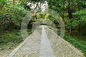 the path in the autumn forest