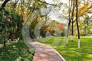 the path in the autumn forest