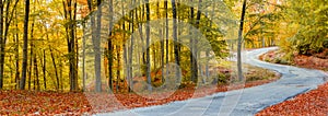 Path in autumn forest