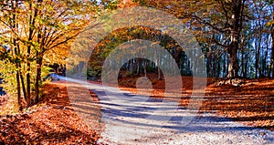 Path in autumn forest