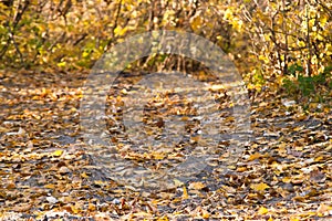 The path in the autumn forest