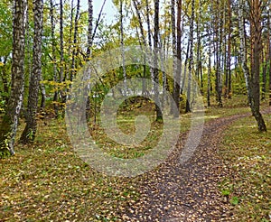 Path in the autumn forest