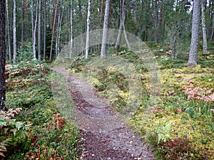 The path in the autumn forest