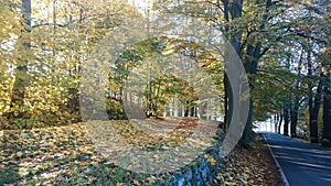 Path autumn forest