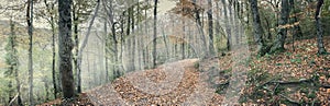 Path in the autumn forest. Autumn forest in the valley of the river Janet,Krasnodar region, Russia