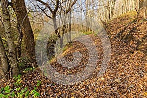 Path in the autumn forest. autumn landscape