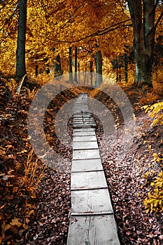 Path in the autumn forest. Autumnal scene in the