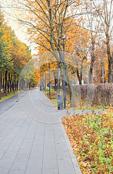 Path through the autumn forest in the city Park, fallen yellow and orange leaves, vertical frame