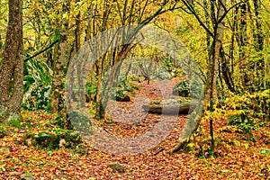 The path in the autumn forest, covered with fallen