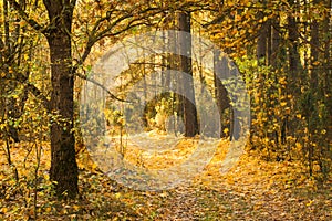 Path in autumn forest covered with yellow leaves. Beautiful calm fall landscape.