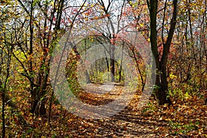 path in the autumn forest. Golden autumn in the forest