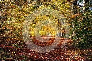 Path through the autumn forest with golden leaves