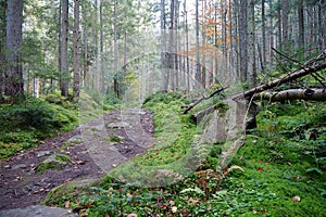 Path in autumn forest, leaf fall. Red foliage lies on a trail in forest