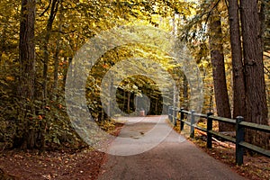 Path in an autumn forest located in the Tahquamenon Falls State Park, Michigan