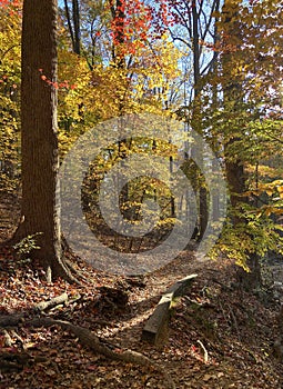 Path Through the Autumn Forest in November