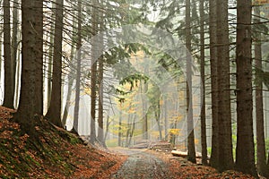 path through an autumn forest among pine trees in foggy weather the footpath leads to the top of the biskupia kopa mountain in the photo