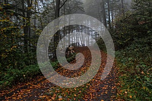 Path through the autumn forest
