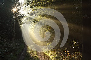 path through autumn forest on a sunny morning sun rays fall through into the autumn forest surrounded by morning mist light of the photo