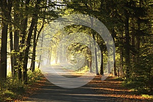 path through autumn forest at sunrise country road an on a misty sunny morning rising sun illuminates the oak leaves branches of photo