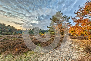 Path through Autumn heathland landscape