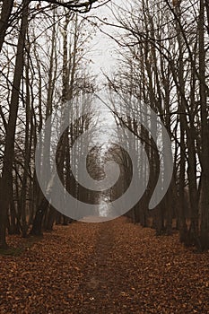 Path in the autumn misty forest. Fallen leaves and bare trees.