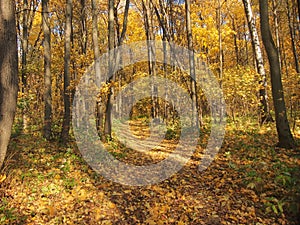 Path in the autumn Park. Defoliation. Red, yellow, and brown leaves of the trees. The leaves on the ground