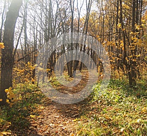 Path in the autumn Park. Defoliation. Red, yellow, and brown leaves of the trees. The leaves on the ground