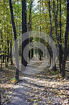 Path in autumn park with golden leaves on sunny weather