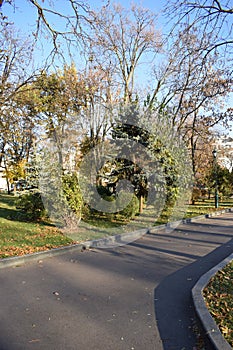 Path in autumn park with golden leaves on sunny weather