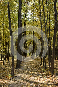 Path in autumn park with golden leaves on sunny weather