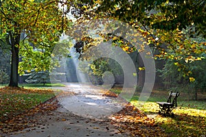 Path in the autumn park. Sunlight. Walking.