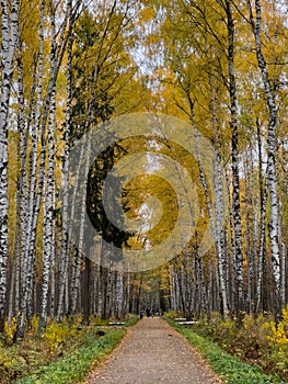 The path in the autumn park, yellow leaves on trees and on the ground, long shadows of trees, walking people, sunbeams