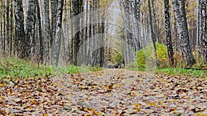 The path in the autumn park, yellow leaves on trees and on the ground, long shadows of trees, walking people, sunbeams