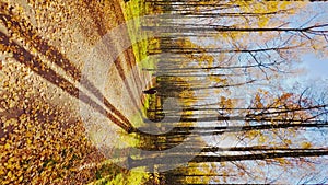 The path in the autumn park, yellow leaves on trees and on the ground, long shadows of trees, walking people, sunbeams