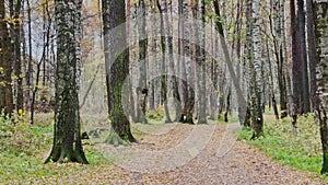 The path in the autumn park, yellow leaves on trees and on the ground, long shadows of trees, walking people, sunbeams