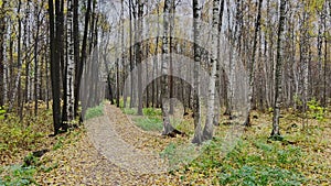 The path in the autumn park, yellow leaves on trees and on the ground, long shadows of trees, walking people, sunbeams