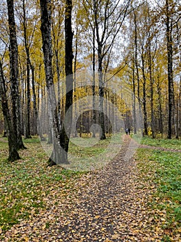 The path in the autumn park, yellow leaves on trees and on the ground, long shadows of trees, walking people, sunbeams