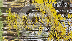 The path in the autumn park, yellow leaves on trees and on the ground, long shadows of trees, walking people, sunbeams