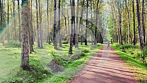 The path in the autumn park, yellow leaves on trees and on the ground, long shadows of trees, walking people, sunbeams