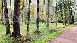 The path in the autumn park, yellow leaves on trees and on the ground, long shadows of trees, walking people, sunbeams